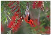 Wildlife Scarlet-Honeyeater